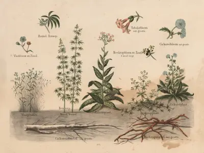 Various plants av Hendrik Jan van Lummel