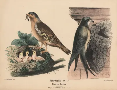 Vink en Zwaluw av Hendrik Jan van Lummel