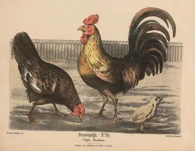 Vogels, Hoenderen av Hendrik Jan van Lummel