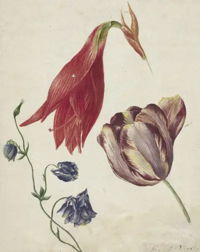 Tulp, akelei en amaryllis av Georgius Jacobus Johannes van Os