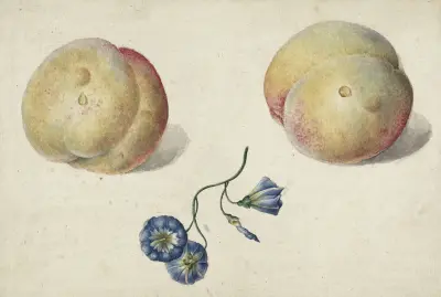 Twee perzikken en een bloem av Georgius Jacobus Johannes van Os
