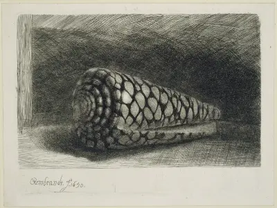 The Shell av Rembrandt van Rijn