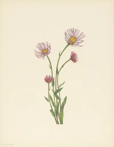 Alaska Fleabane (Erigeron salsuginosus) av Mary Vaux Walcott