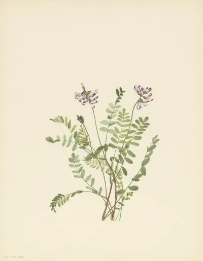 Alpine Milkvetch (Astragalus alpinus) av Mary Vaux Walcott