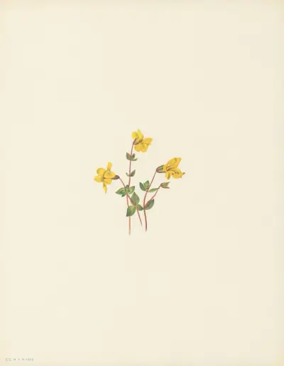 Alpine Monkeyflower (Mimulus caespitosus) av Mary Vaux Walcott