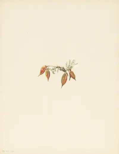 Alpine Pointvetch (fruit) (Oxytropis podocarpa), 1925 – nr 2 av Mary Vaux Walcott