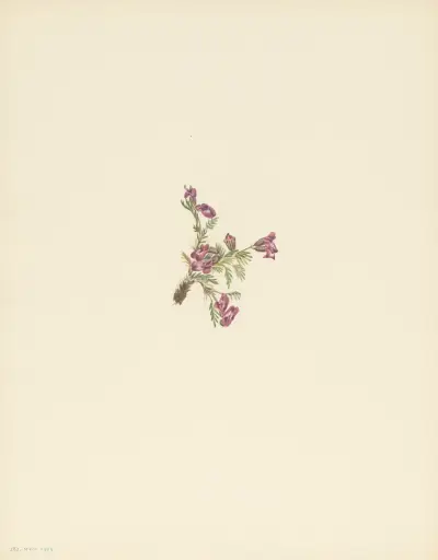 Alpine Pointvetch (flower) (Oxytropis podocarpa), 1925 – nr 1 av Mary Vaux Walcott