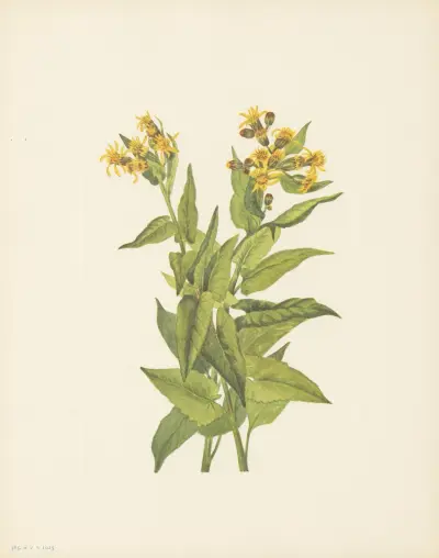 Arrowleaf Groundsel (Senecia triangularis) av Mary Vaux Walcott