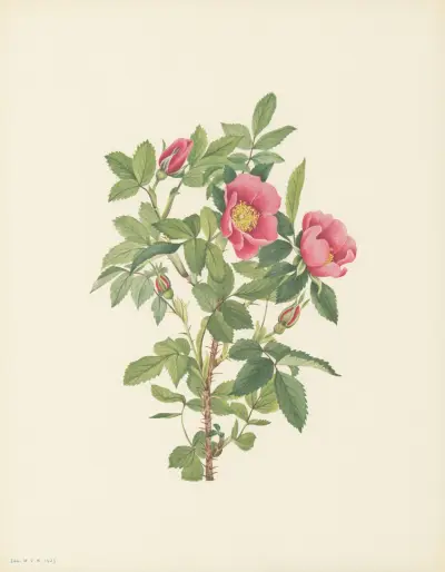 Bourgeau Rose (flower) (Rosa bourgeauiana), 1925 – nr 1 av Mary Vaux Walcott