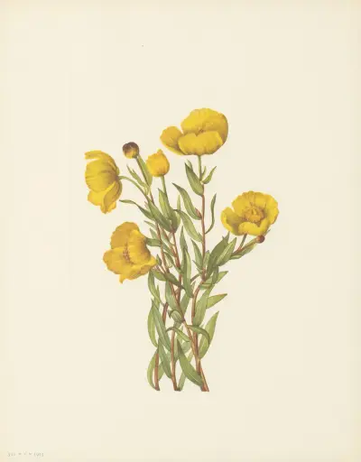 Bushpoppy (Dendromecon rigidum) av Mary Vaux Walcott