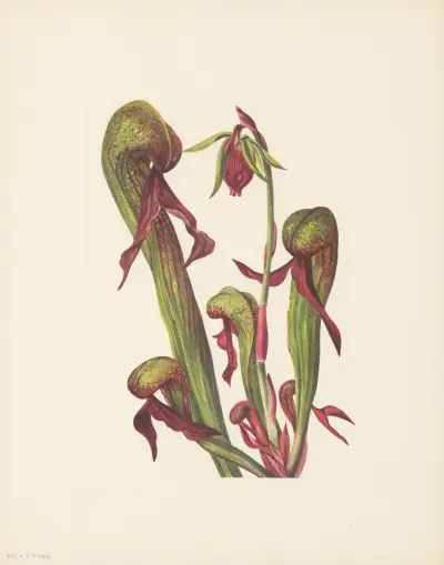 California Pitcherplant (Chrysamphora californica) av Mary Vaux Walcott