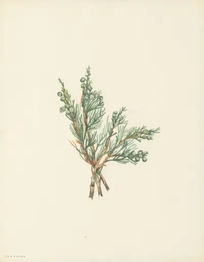 Creeping Juniper (Juniperus horizontalis) av Mary Vaux Walcott