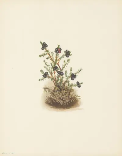 Crowberry (Empetrum nigrum) av Mary Vaux Walcott