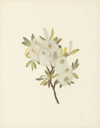 Drummond Willow (Salix drummondiana) av Mary Vaux Walcott