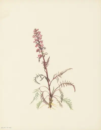Elephanthead (Pedicularis Groenlandica) av Mary Vaux Walcott