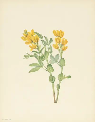 Goldenpea (Thermopsis rhombifolia) av Mary Vaux Walcott