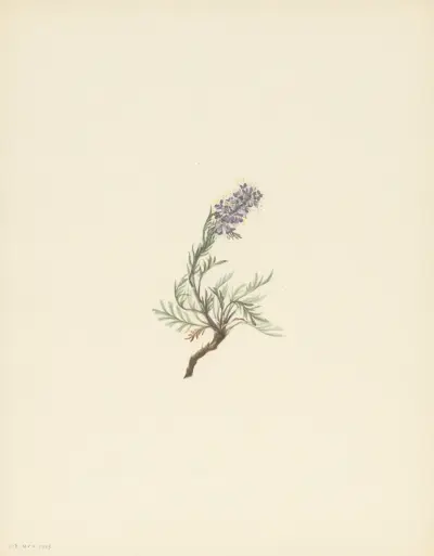Gray Phacelia (Phacelia sericea) av Mary Vaux Walcott