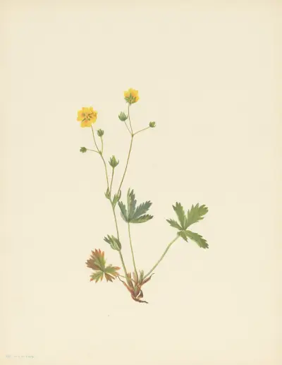 Grayleaf Fivefinger (Potentilla glaucophylla) av Mary Vaux Walcott