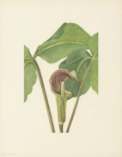 Jack-in-the-pulpit (Arisaema triphyllum) av Mary Vaux Walcott
