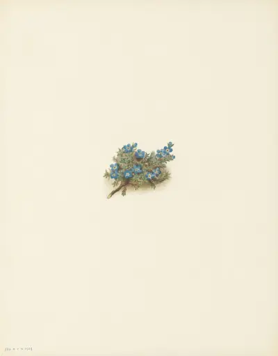 Moss Forget-me-not (Eritrichum elongatum) av Mary Vaux Walcott