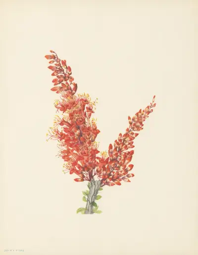 Ocotillo (Fouquieria splendens) av Mary Vaux Walcott