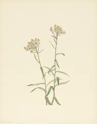 Pearl Everlasting (Anaphalis margaritacea) av Mary Vaux Walcott
