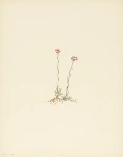 Pink Pussytoes (Antennaria rosea) av Mary Vaux Walcott