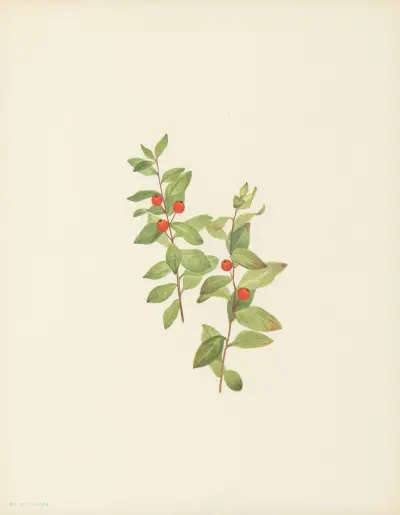 Red Comandra (Comandra livida) av Mary Vaux Walcott