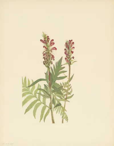 Red-helmet (Pedicularis bracteosa) av Mary Vaux Walcott