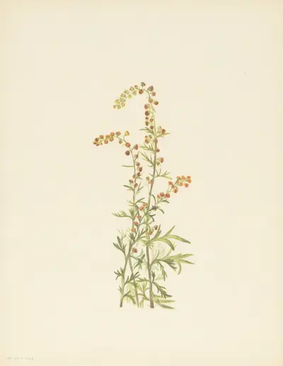 Rock Wormwood (Artemisia discolor) av Mary Vaux Walcott