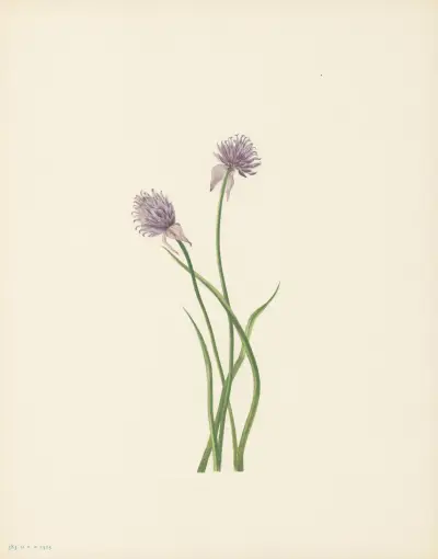 Siberian Onion (Allium sibericum) av Mary Vaux Walcott