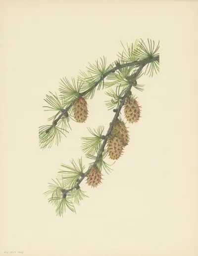 Western Larch (Larix occidentalis) av Mary Vaux Walcott