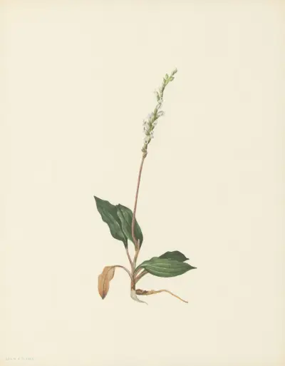 Western Rattlesnakeplantain (Peramium decipiens) av Mary Vaux Walcott