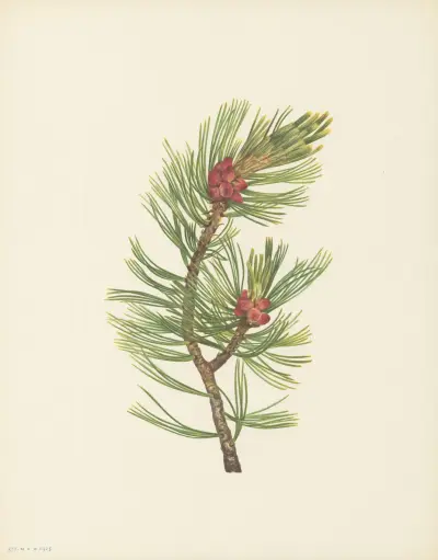 Whitebark Pine (Pinus albicaulis) av Mary Vaux Walcott