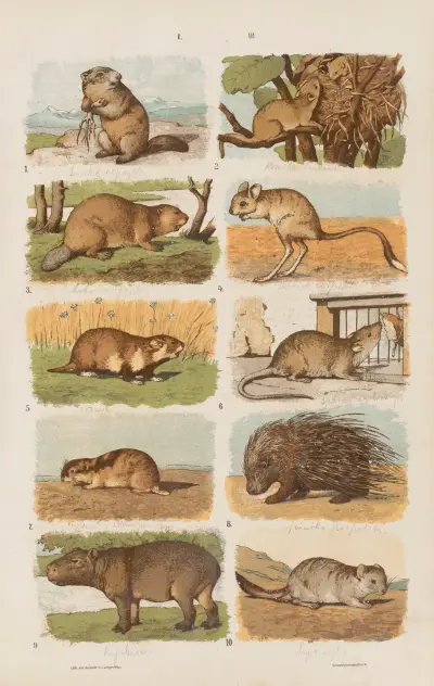 Wielki atlas do zoologii, botaniki i mineralogii Pl.003 av Gustav von Hayek