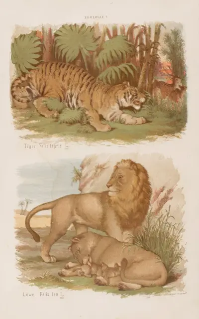 Wielki atlas do zoologii, botaniki i mineralogii Pl.005 av Gustav von Hayek