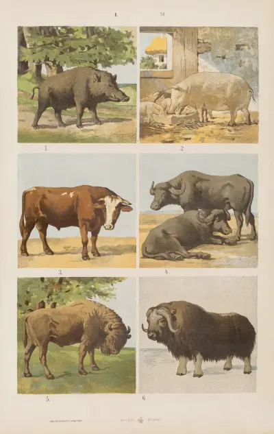 Wielki atlas do zoologii, botaniki i mineralogii Pl.011 av Gustav von Hayek