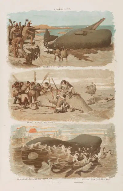 Wielki atlas do zoologii, botaniki i mineralogii Pl.019 av Gustav von Hayek