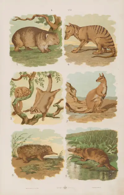 Wielki atlas do zoologii, botaniki i mineralogii Pl.021 av Gustav von Hayek