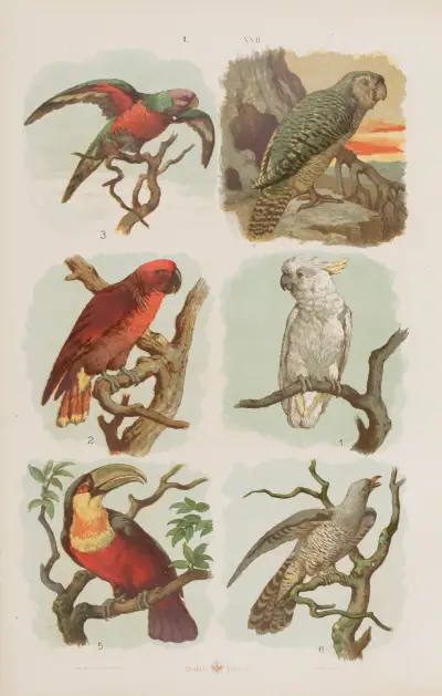 Wielki atlas do zoologii, botaniki i mineralogii Pl.022 av Gustav von Hayek