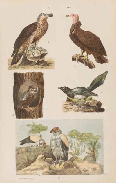 Wielki atlas do zoologii, botaniki i mineralogii Pl.029 av Gustav von Hayek