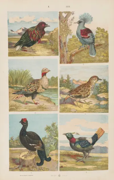 Wielki atlas do zoologii, botaniki i mineralogii Pl.031 av Gustav von Hayek