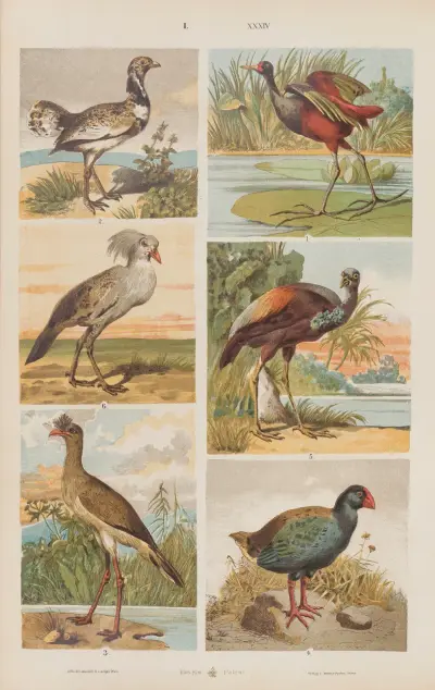 Wielki atlas do zoologii, botaniki i mineralogii Pl.034 av Gustav von Hayek