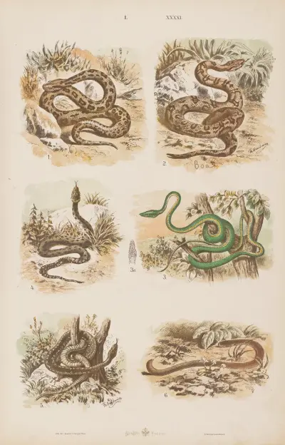 Wielki atlas do zoologii, botaniki i mineralogii Pl.041 av Gustav von Hayek