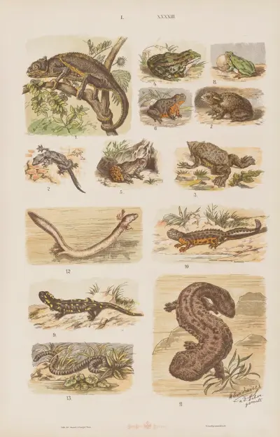 Wielki atlas do zoologii, botaniki i mineralogii Pl.043 av Gustav von Hayek