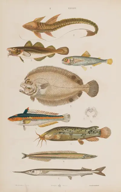 Wielki atlas do zoologii, botaniki i mineralogii Pl.046 av Gustav von Hayek