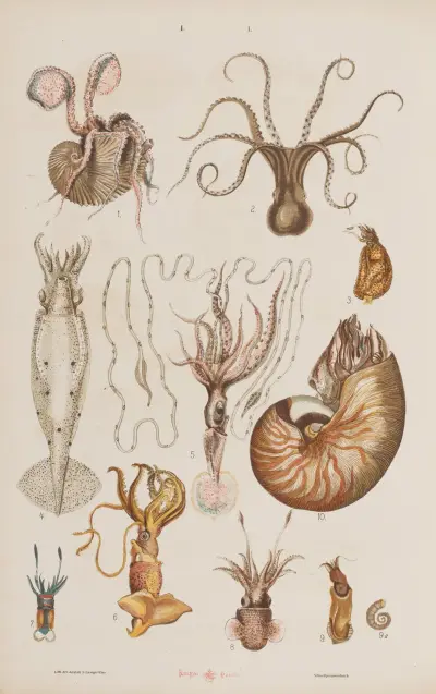 Wielki atlas do zoologii, botaniki i mineralogii Pl.050 av Gustav von Hayek
