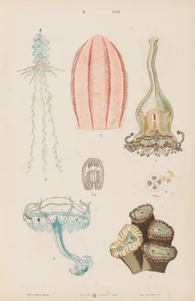 Wielki atlas do zoologii, botaniki i mineralogii Pl.071 av Gustav von Hayek
