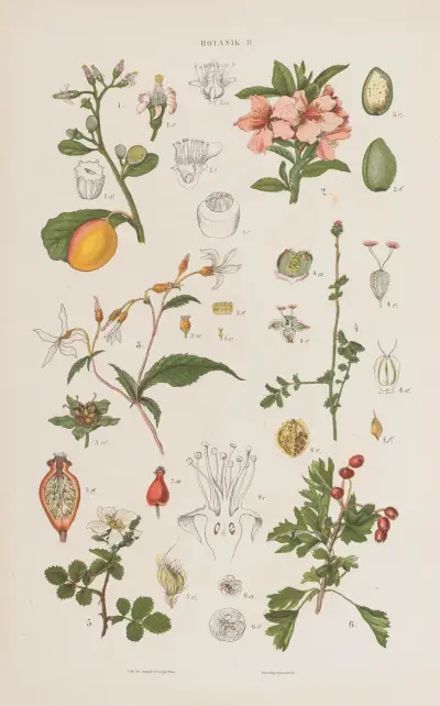 Wielki atlas do zoologii, botaniki i mineralogii Pl.074 av Gustav von Hayek