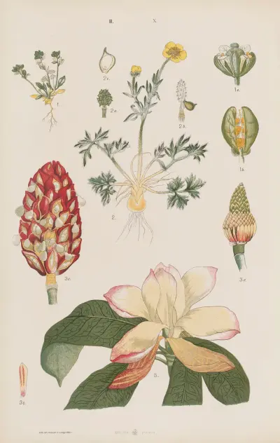 Wielki atlas do zoologii, botaniki i mineralogii Pl.082 av Gustav von Hayek